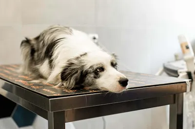 Centrum Weterynaryjne Agnieszka Kobos